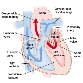 Normal Heart Anatomy and Blood Flow - Pediatric Heart Specialists