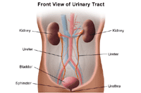 Illustration of  the anatomy of the urinary system, front view