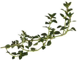 Sprig of thyme