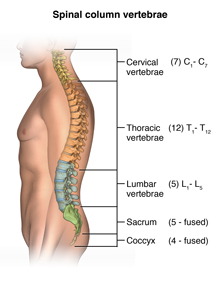 Click image to enlarge Anatomy of the spinal column