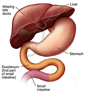 Front view of liver, stomach, and duodenum, showing missing bile ducts.