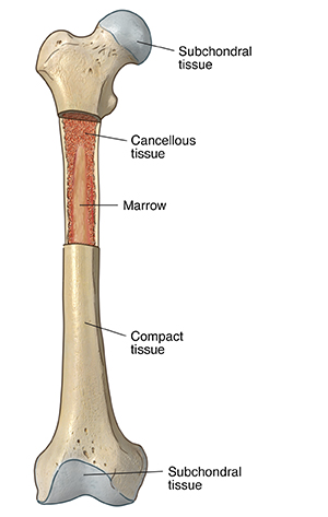 Understanding Bones | University Hospitals