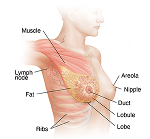 Adult female breast anatomy illustration.