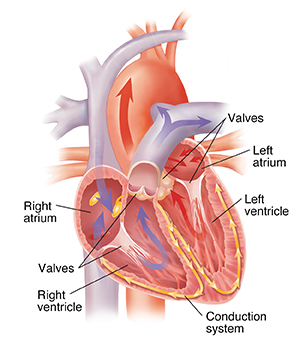 Heart Anatomy  The Texas Heart Institute