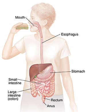 digestive system colon