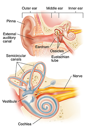 ear and nose anatomy