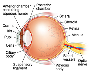 anterior eye anatomy diagram