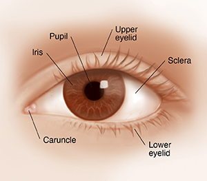 parts of the eyelid