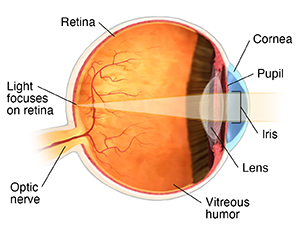 Normal Vision