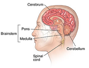 brain cerebrum cerebellum