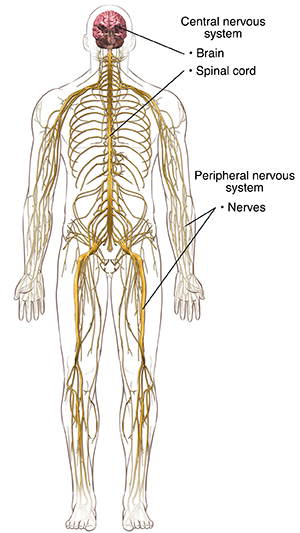 Front view of male body showing nervous system.  