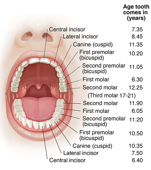 Illustration of the Mouth University Hospitals