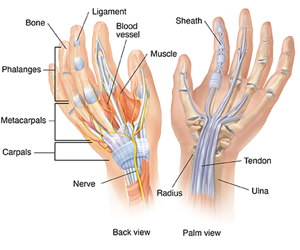 metacarpals anatomy