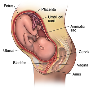 Anatomy: Fetus in Utero | University Hospitals