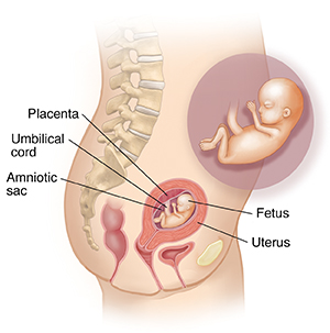 Side view of female body showing reproductive system and inset of 3 month fetus.