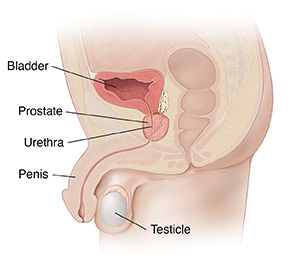 prostate gland lobes