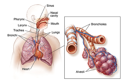 parts of respiratory system and its function