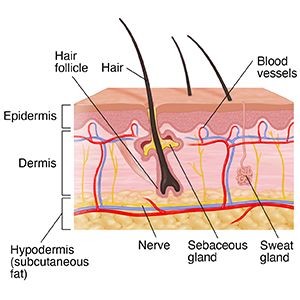 Anatomy of the Skin | University Hospitals