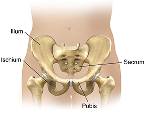 Front view of lower abdomen showing pelvic bones. 