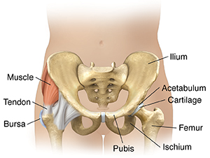 Anatomy of the Lower Abdomen - Female Side view