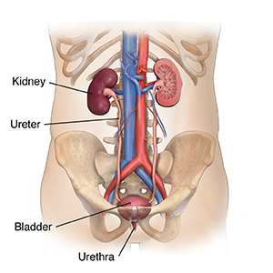 kidney and bladder anatomy