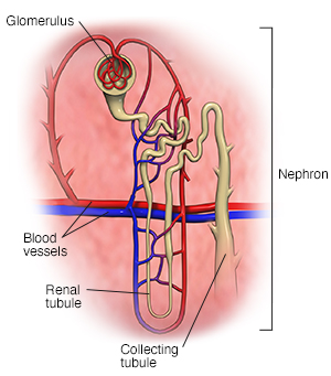 urinary system organs and their functions