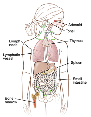 Front view of child outline showing organs of immune system.
