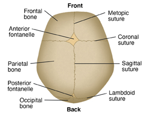 Skull Anatomy - Cranial Bone and Suture Labeled Diagram, Names, Mnemonic —  EZmed