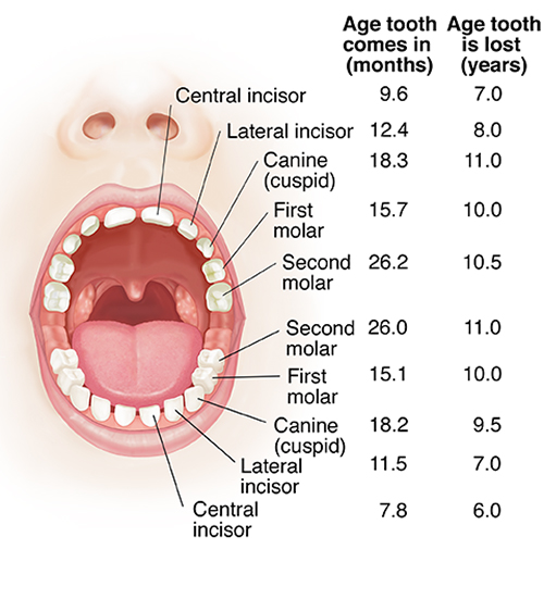 open mouth diagram