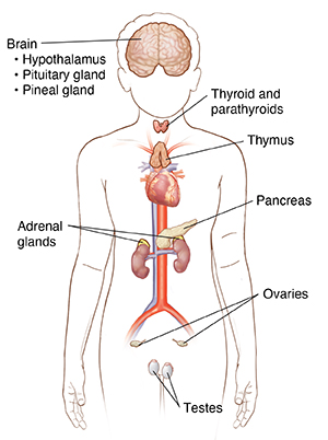 endocrine system labeled