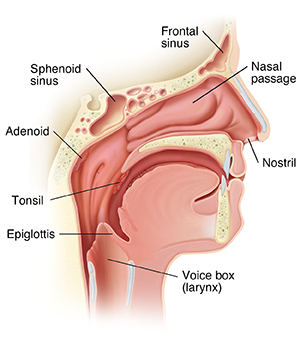 Diagram of deals the nasal cavity