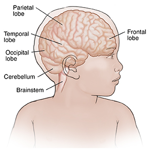 Anatomy Of A Child S Brain University Hospitals