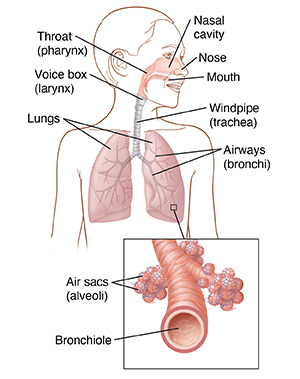 trachea diagram for kids