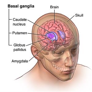 Basal ganglia, brain, skull, amygdala