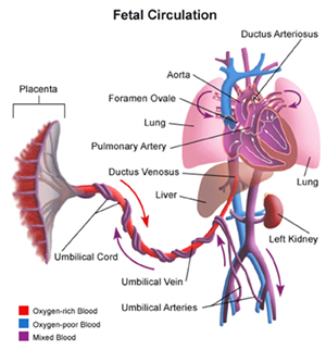 Illustration of blood flow in placenta and fetus.