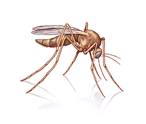 Closeup of mosquito.