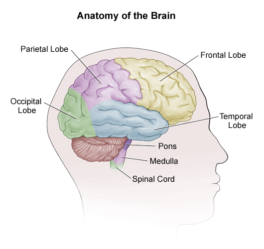 Understanding Skull Base Tumors University Hospitals