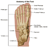 Foot bones: Anatomy, conditions, and more