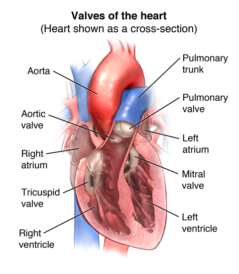 Aorta Function