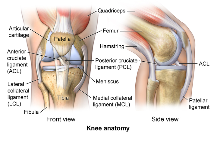 The Knee: Anatomy, Injuries, Treatment, And Rehabilitation