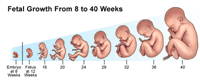 Illustration demonstrating  fetal  growth from 8 to 40 weeks