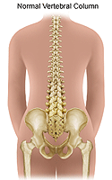 Illustration of a normal spinal column
