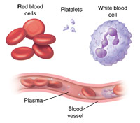 white blood cell parts