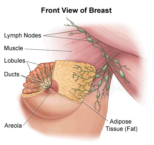 Illustration of the anatomy of the female breast, front view