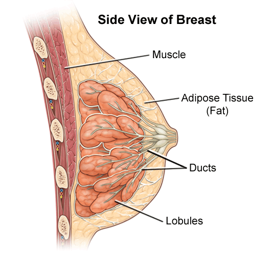 Illustration of the anatomy of the female breast, side view