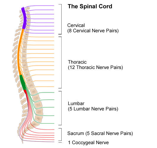 Spinal cord of a parts Where does