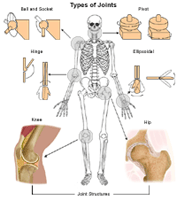 Illustration of types of joints