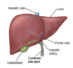 How The Liver Works University Hospitals