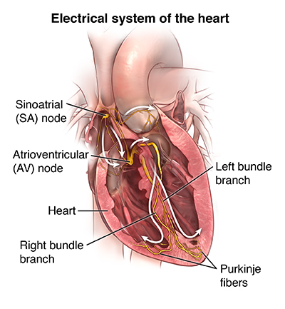 t heart test e Exercise  Encyclopedia Health Electrocardiogram