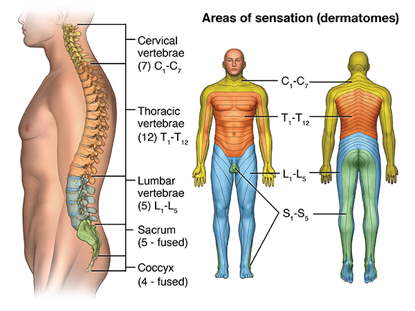 Cervical Spine - Anatomy, Diseases and Treatments - ANSSI